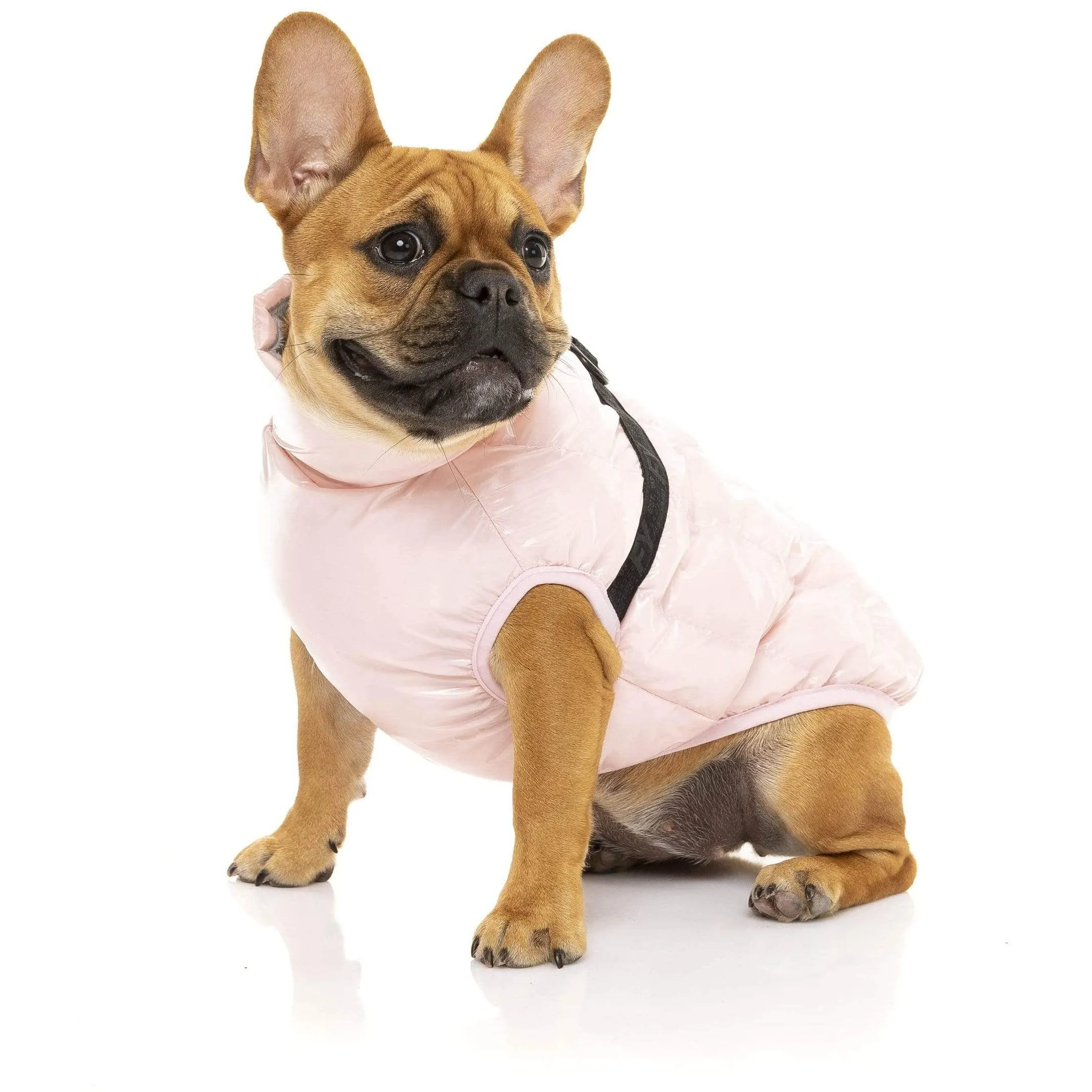 Calabasas Dog Jacket - Cotton Candy